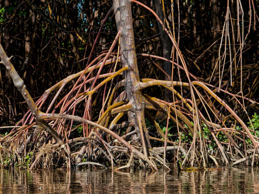 Close view of red mangrove roots arching down into shallow water
